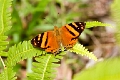 NYMPHALIDAE, Hypanartia lethe